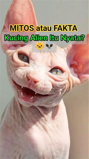 Kucing Alien Itu Nyata? 👽🐱 | MITOS atau FAKTA #cat #pengetahuan