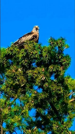 Majestic Red Kite (Rotmilan) Resting in a Tree | Stunning Wildlife Footage