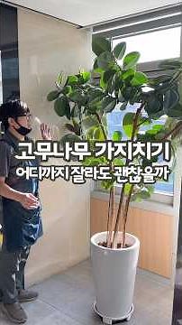 고무나무 가지치기 안전하게 하는 방법 핵심 정리