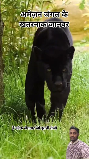 अमेज़न जंगल के खतरनाक जानवर #facts #wildlife #animals #snake #nature #factsair #trending #shorts