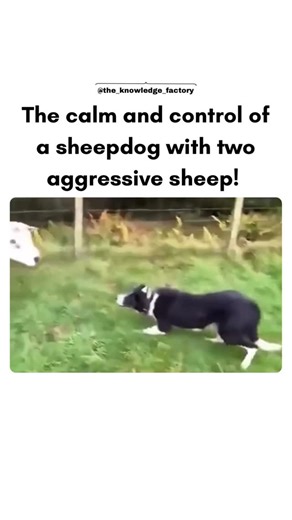 The world is here on Instagram: "sheepdog is specially trained to manage flocks with both calmness and authority, even when faced with aggressive sheep. Instead of reacting aggressively back, the dog relies on its steady presence, body positioning, and controlled movements to assert dominance and guide the animals. By circling, lowering its stance, and maintaining unwavering eye contact, the dog communicates control without panic. This balance of patience and quiet firmness allows the sheepdog t