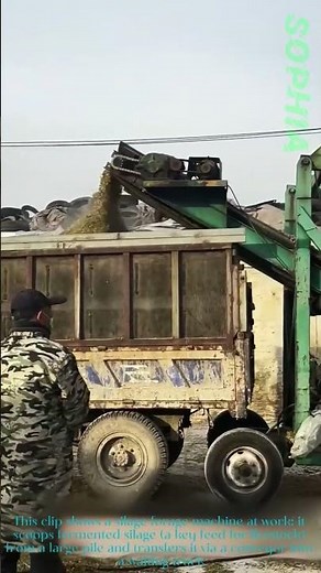 Silage Harvester in Action: Loading Fermented Feed Fast!