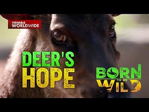 Pagpaparami ng Visayan spotted deer sa Pilipinas | Born to be Wild