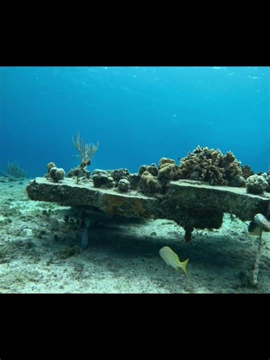 Curious fish in Mexico!🇲🇽🤿🐟#scubadiving #fish #mexico #adventure #diving #underwater #shorts #scuba