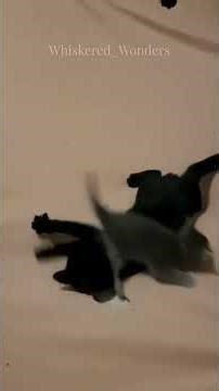 Cats LOVE This DIY Toy!