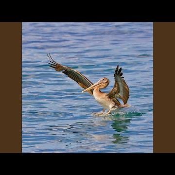 Allison Your Poop Clogs the Pipes