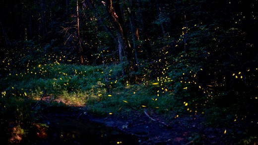 When can you see the synchronous fireflies in Great Smoky Mountains National Park?