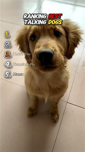 Ranking Best Talking Dogs🐶