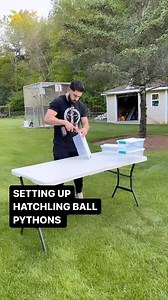 Setting up our hatchling ball pythons💪 These will be their temporary homes until they find their forever homes! #ballpython #royalpython #reptile #reptiles #reptilesofinstagram #snake #snakes #pets #pet #petsofinstagram #bloodpython #burmesepython #reticulatedpython #carpetpython #boaconstrictor #leopardgecko #crestedgecko #beardeddragon #animals #wildlife #bof #recessivegang #ballpythons #royalpythons #reels | BALLS of FURY