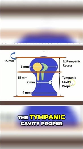 Ear Anatomy: Exploring the Epitympanic Recess & Ossicles #shorts