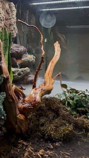 Dharan Ashok on Instagram: "Designing a habitat, not just a terrarium🍃 #trendingreels #canadianmallus🇨🇦 #build #terrarium #friendshipgoals [bioactive, terrarium, paludarium, python]"