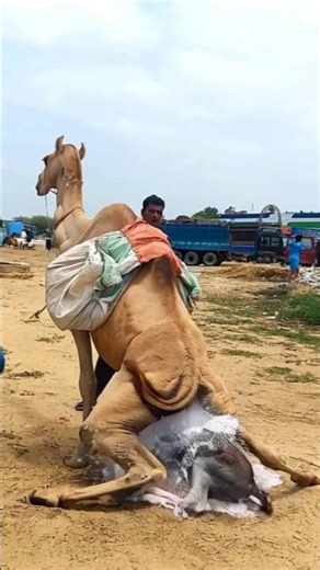 عندما تلد المرأة طفلاً، تجلس بهدوء وظهرها منحني.#camel #animals #viral