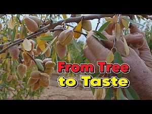 Hand Picking Organic Almonds in California Orchards Harvesting Beauty, No2