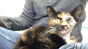 ‘Miracle’ cat who survived bus collision in search for new home