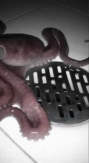 Octopus Escapes Its Tank on Camera Night cam catches the full escape mission.