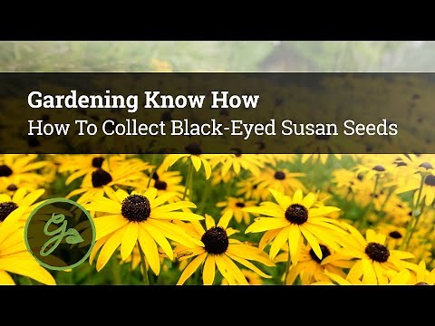 How To Collect Black Eyed Susan Seeds