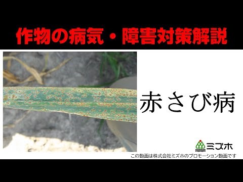 作物の病気・障害対策解説～赤さび病【株式会社ミズホ】