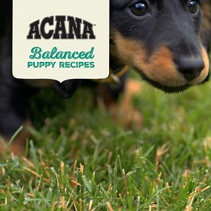 49K views · 309 reactions | Give your puppy a nutritious start! Uniquely balanced recipes from ACANA ™ are crafted to help support their growth and development. | Petco | Facebook