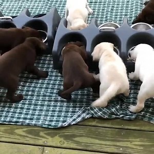 Dog video compilation you do not want to miss | Dog Lovers Club