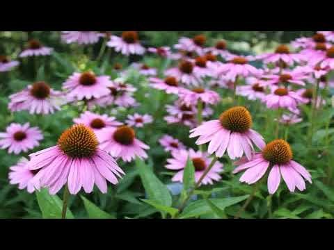 Arizona Backyard Landscaping Ideas On A Budget