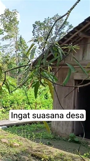 Ingat suasana desa#shortvideo #viralshorts