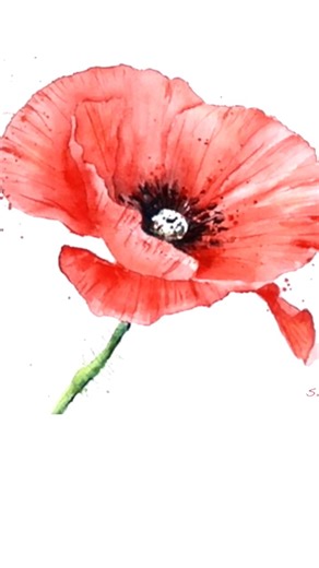 16K views · 248 reactions | I love painting poppies in Watercolour. If you would like to find out how I painted this poppy click this link: | Karen Rice Art | Facebook