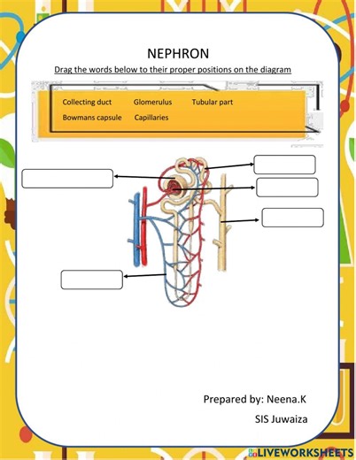 Nephron online exercise for