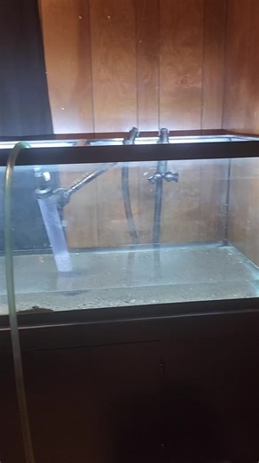 tank cleaning for the big babies #turt #turtles #turtle #turtletok #turtletalk