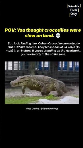 POV: You thought crocodiles were slow on land 🐊💀🤯 #crocodile #gallop #sciencefacts #short