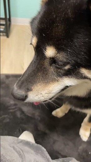 野生のモグラが農家に保護されて３年も一緒に暮らすとこうなります