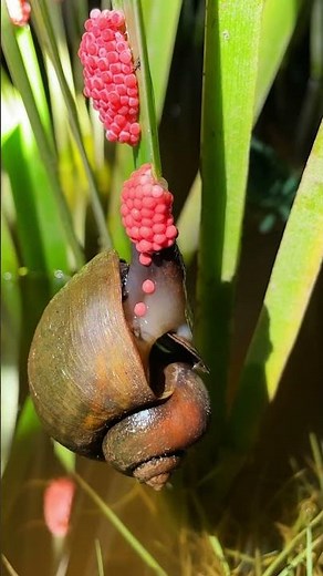 Pomacea canaliculata spawning