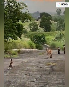 The beautiful moment a baby goat is reunited with its mama and we're crying 😍😭 | News.com.au