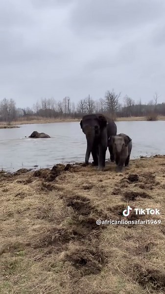 Elephants Play in Spring Snowfall at Safari