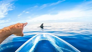 Watch what happens when the kayak gets too close to shark