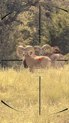 Ibex Shooting | sparare allo stambecco | steenbok schieten