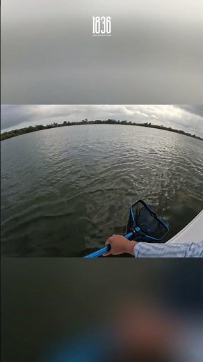 REDFISH = SWAMP DONKEY