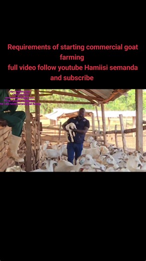 Starting Commercial Goat Farming: Key Requirements