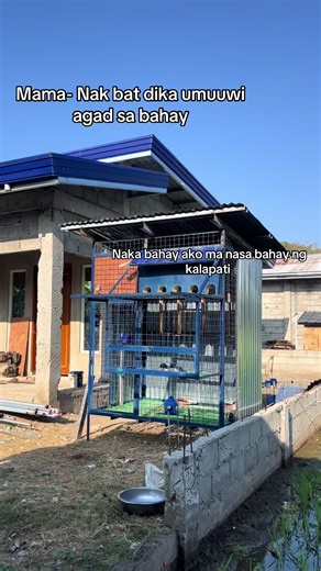 Happy Flying Pigeons in Taiwan