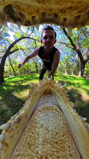 Florida Gators: Misconceptions and Wildlife Education