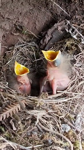 #The #cuckoo #has #parasitized,the #child has #been #pushed out ofthe nest | Review Birds News