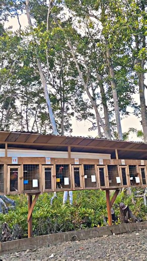 Exploring Colorful Chicken Breeds for Hobbyists