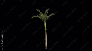 Areca Tree blowing in the wind. Wind blows the Betel-nut Palm Tree. Animated Areca Catechu Tree swaying in the wind with Transparent Background. Alpha Channel. Loop Animation
