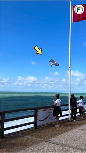 How Seagulls Hunt Worms 🐦🪱🤯#shorts