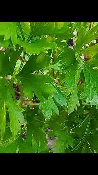 DICAS PARA O CULTIVO DE SALSINHA.