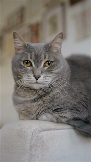 Why Your Cat's Purr Heals