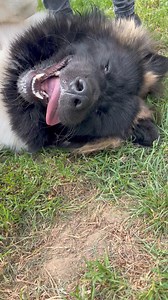 Kofu - Avaiable for Adoption | Akita Rescue & Welfare Trust (UK)