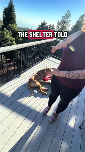 Why Does My Dog Still Have Balls After Surgery? Third Opinion Update