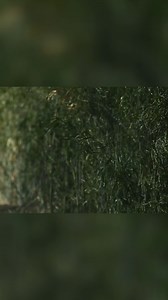 ⚡cout ⚡niper! #scoutsniper #marinesniper #HOG #SSA #USMCSSA #marinescoutsniper #hunterofgunmen #moderndaysniper #infantry #reconsniper #keepyourfaceonthegun #usmcveteran #marines #military #usmc #usmarines #usmclife #usmcvet #stayhard #veteran #marinecorps #semperfi #STAviolent #STAdeadly #usmarines #precisionrifle #boltaction #sufferpatiently #patientlysuffer #sufferpatientlypatientlysuffer | USMC Scout Sniper Association