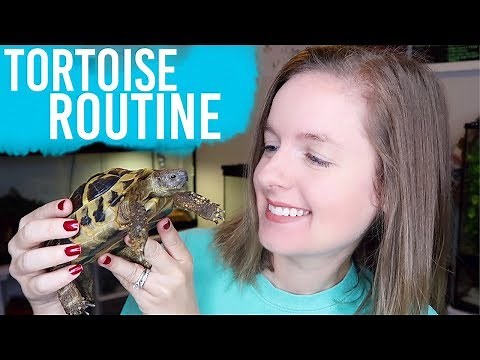 Daily Tortoise Routine & Feeding