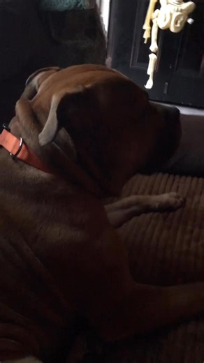 Watusi ❤️ | Susan Crazie Jackson